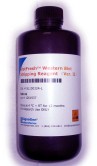BlotFresh? Western Blot Stripping Reagent (Ver. II)
